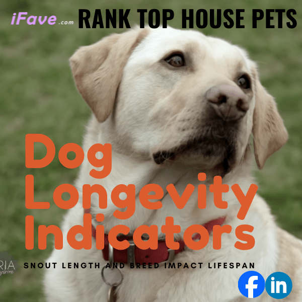 Dog Longevity Indicators Snout Length and Breed Impact Lifespan